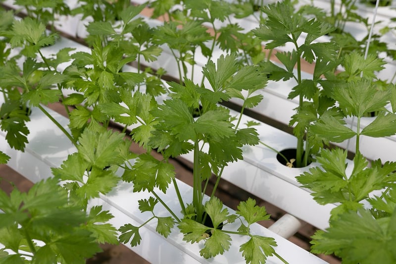 Bottle Vertical Hydroponic System