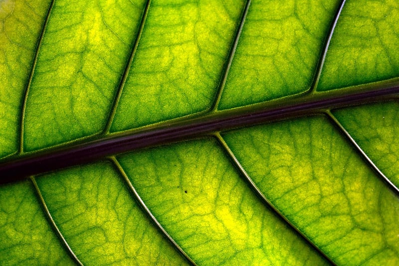 Pruning Techniques